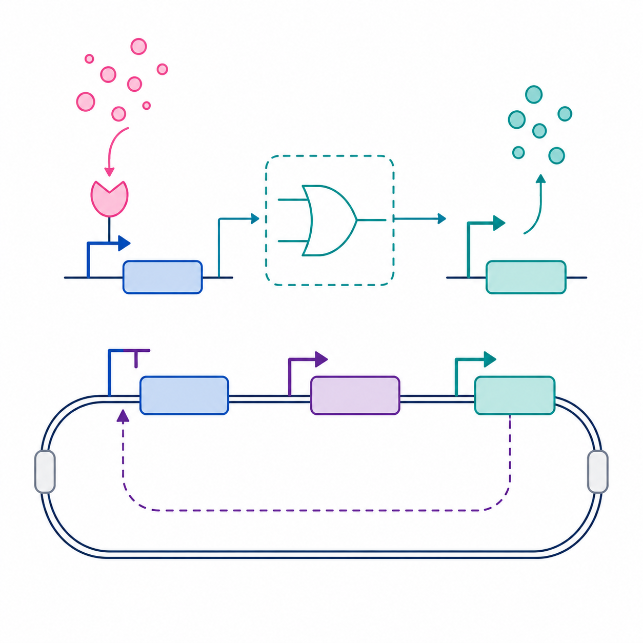 Synthetic biology circuit visualization